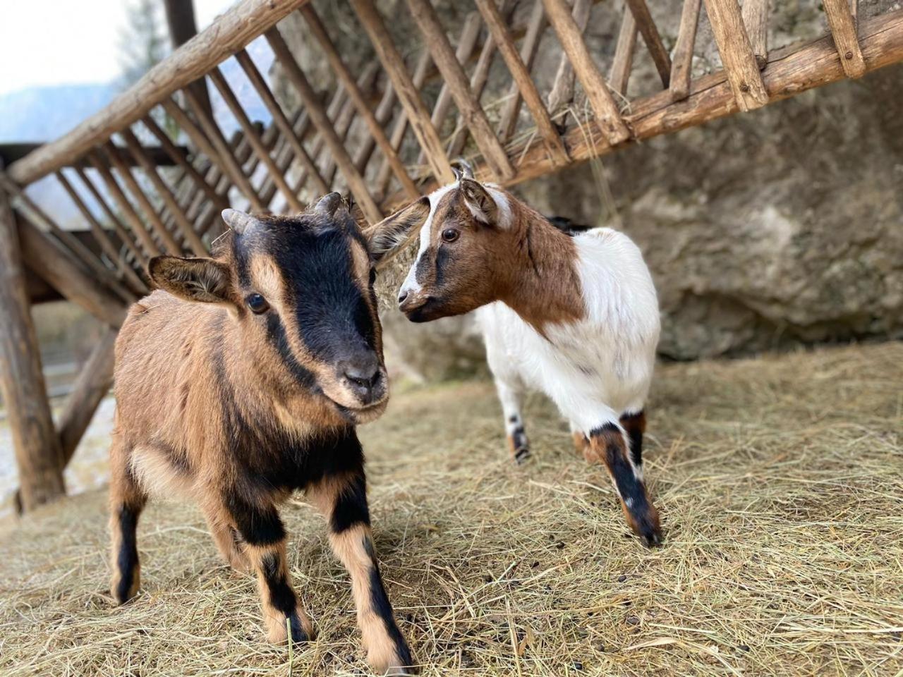 Pristava Lepena Village Ngoại thất bức ảnh